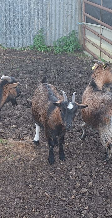 Cabras anãs e micro anãs