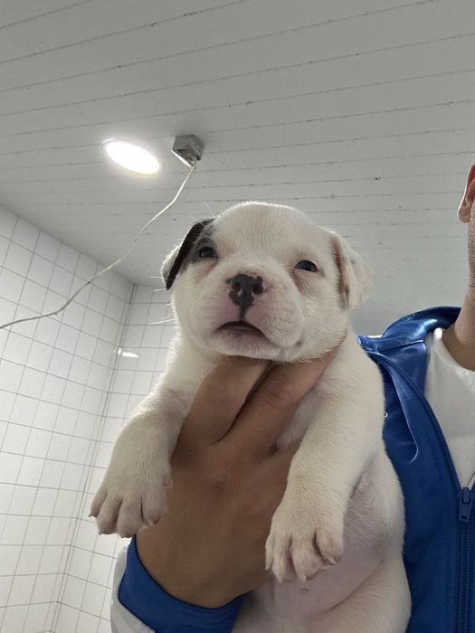 American Bully Pocket