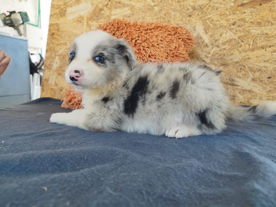 Border  collie com lop