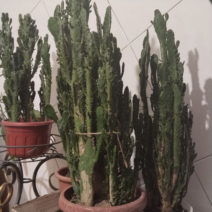Кактуси   домашні