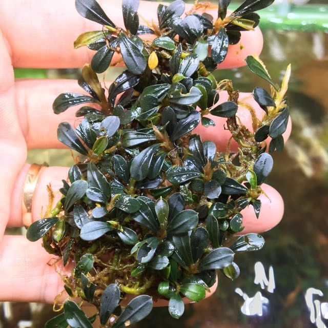 Bucephalandra Sp. Paris