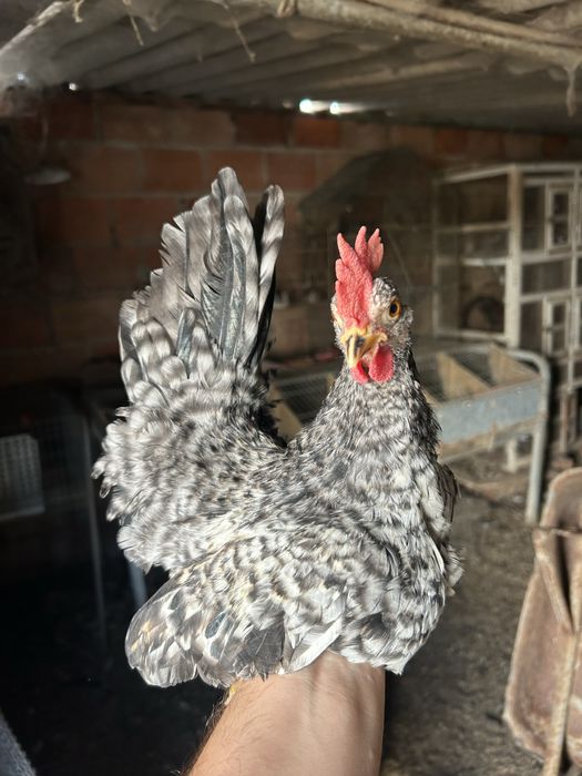 2 machos granizés/cocós