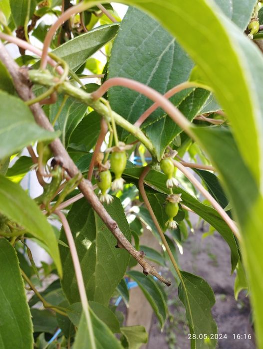 Актинідія, інжир, гранат