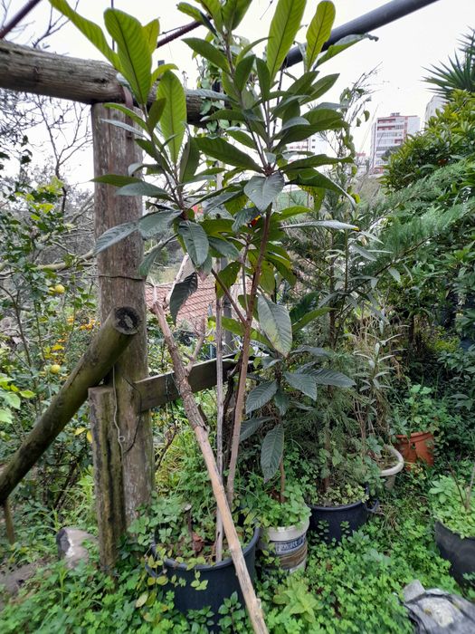 Nespereiras com 1,70/180 metros de altura