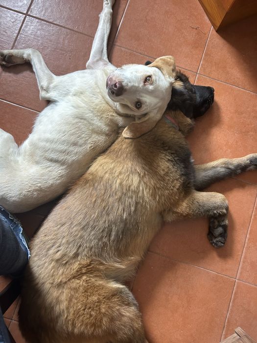 Pet Sitting - Casa para Animais de Estimação