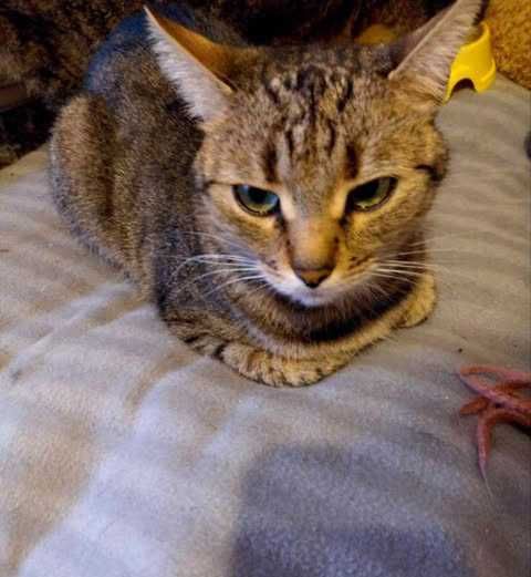 Кошечка Марго, 3 года, ищет дом и семью! Кошка кот