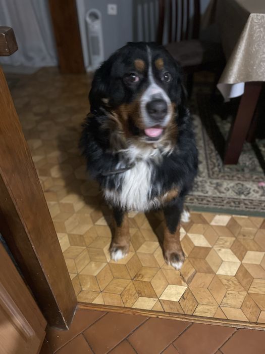 Oddam cudowną sunię