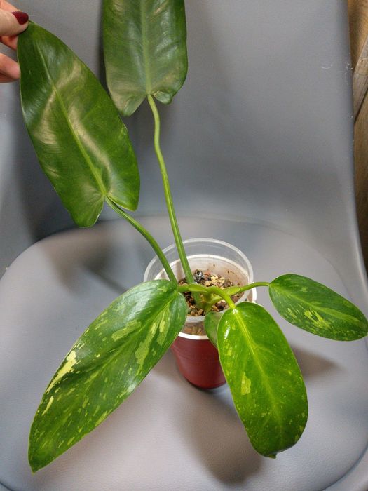 Philodendron Jose Buono