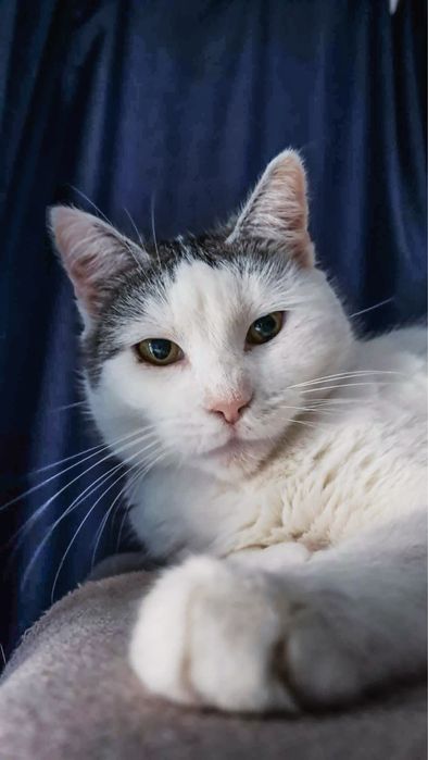 Kochana kotka szuka swojego nowego domu