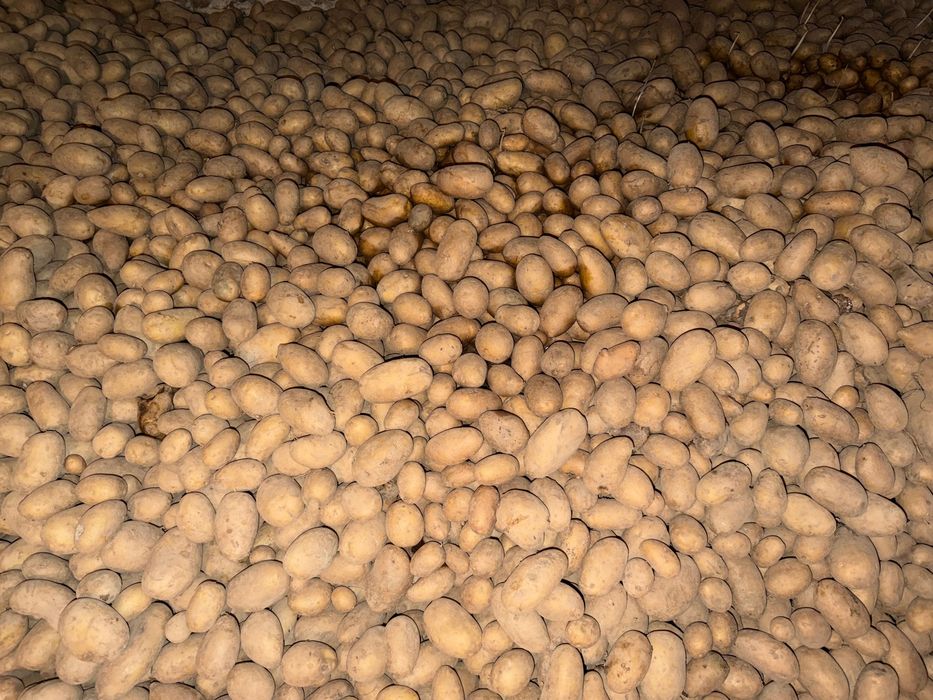 Ziemniaki jadalne królowa Anna