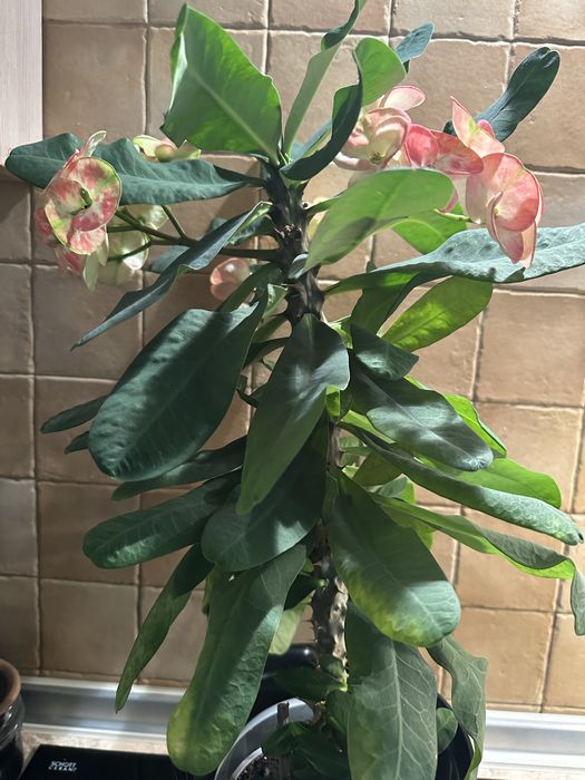 Молочай Міля, велика дуже гарна рослина