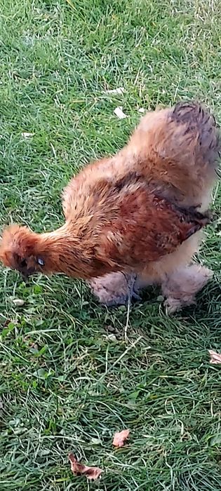 Sprzedam kurki Silki