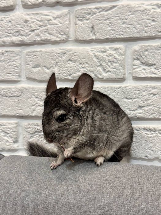 Пухнасті гризуни