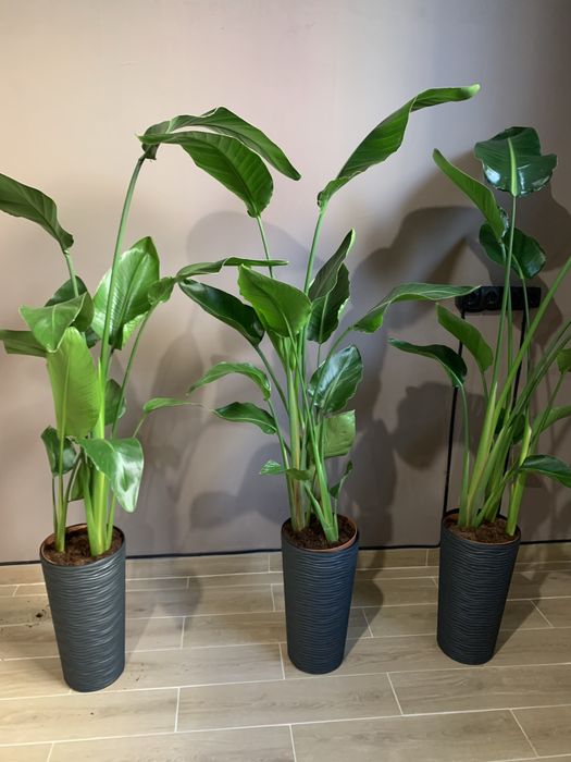 Продам рослини в ресторан, офіс чи готель