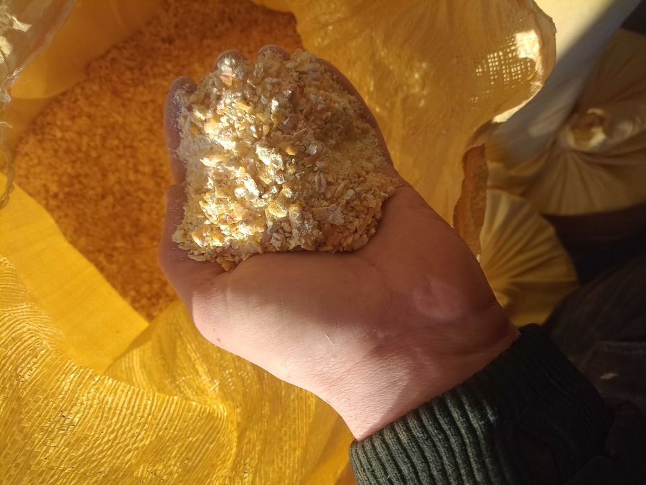 Kukurydza sucha z  gospodarstwa ziarno gniecione i c