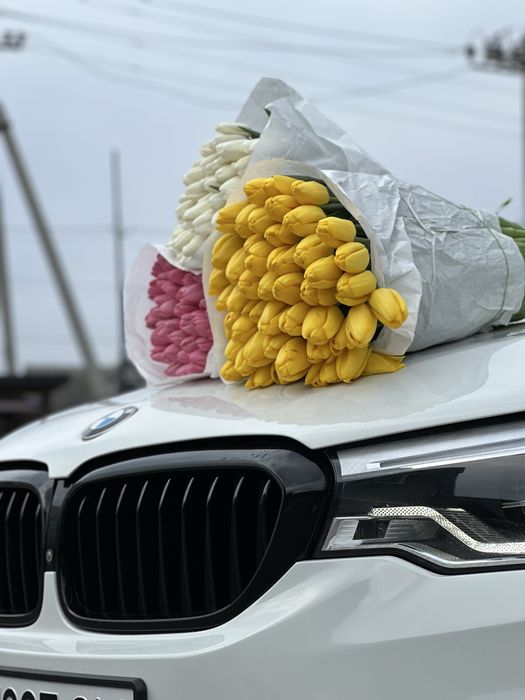 Украінський тюлпан  Бровари опт від 35 грн