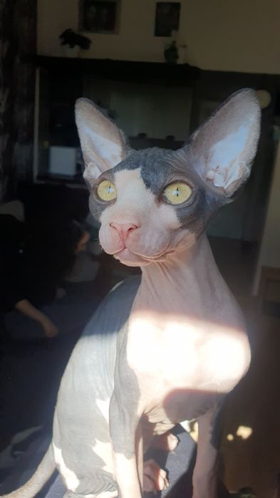 Sfinks Kanadyjski