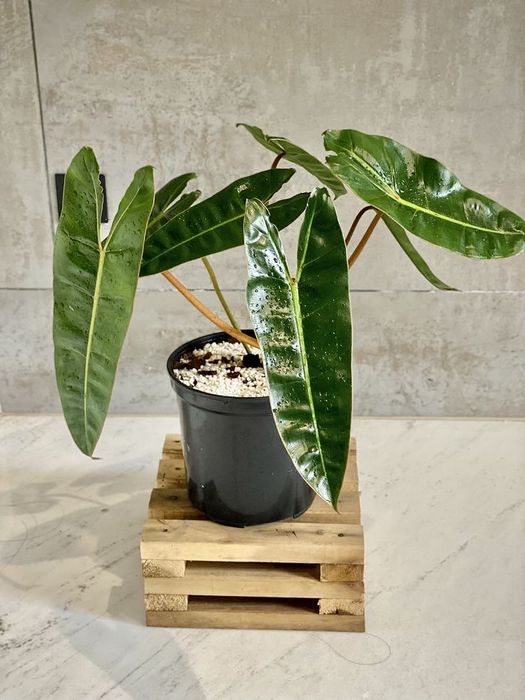 Філодендрон Білліє (Philodendron billietiae)