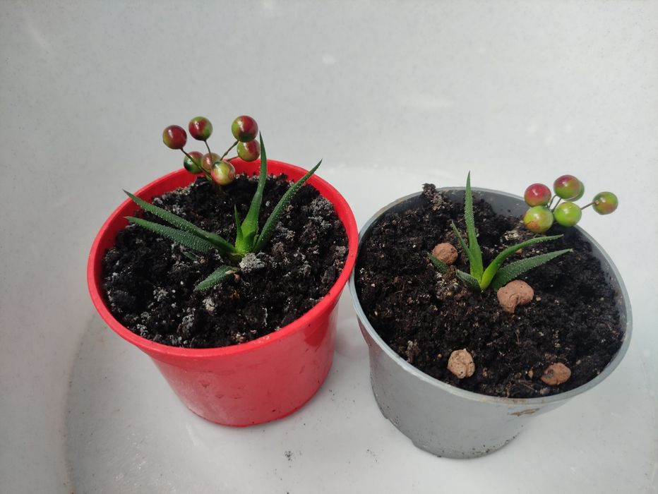 Хавортія міні)) стане твоєю улюбленицею))