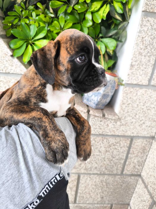 Disponível Macho Boxer