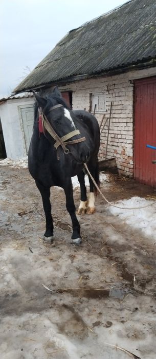 Продам кобилу..3років