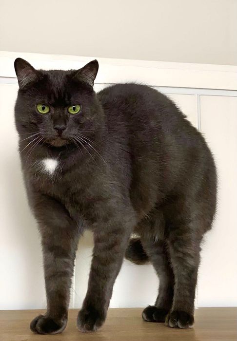 Персей шукає свій Олімп!