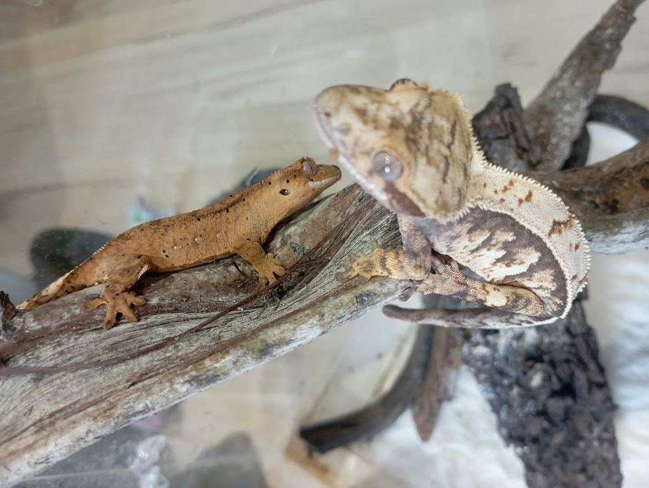 Gekony orzęsione podrostki