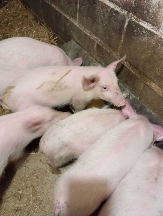 Пролам поросят від 10 до 15 кг