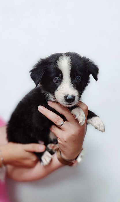 Border Collie macho com LOP