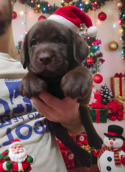 Шоколадні лабрадори документи КСУ-FCI