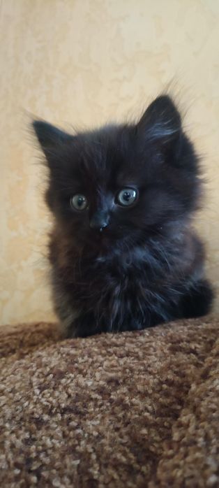 Відам в добрі руки котиків