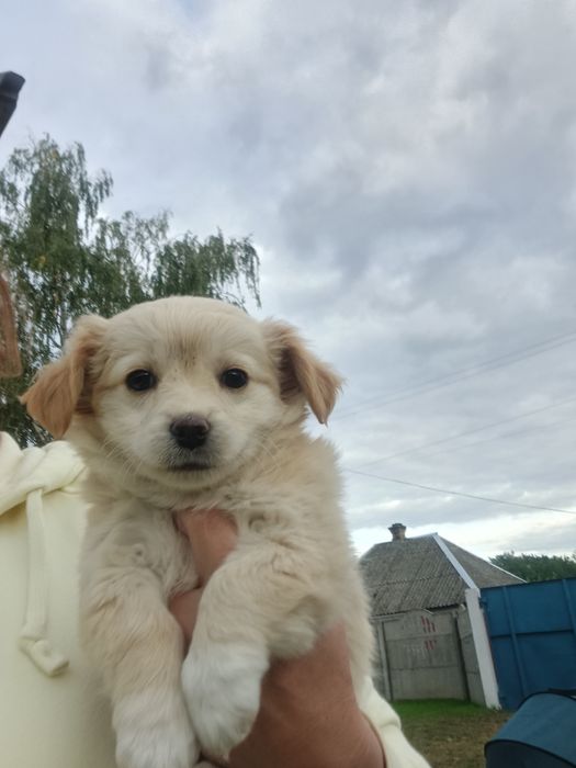 Маленькі цуценята