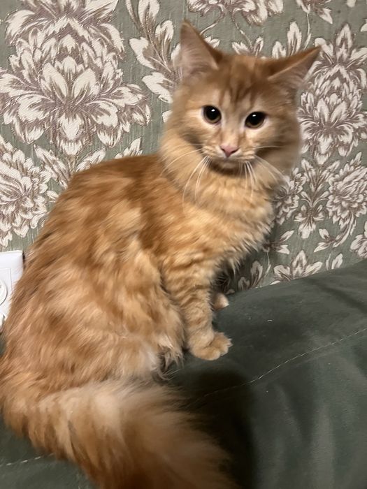 Рижик шукає люблячу родину