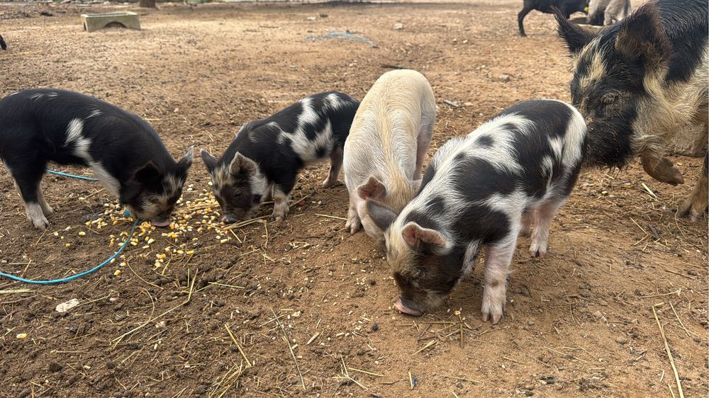 Porcos  KuneKune