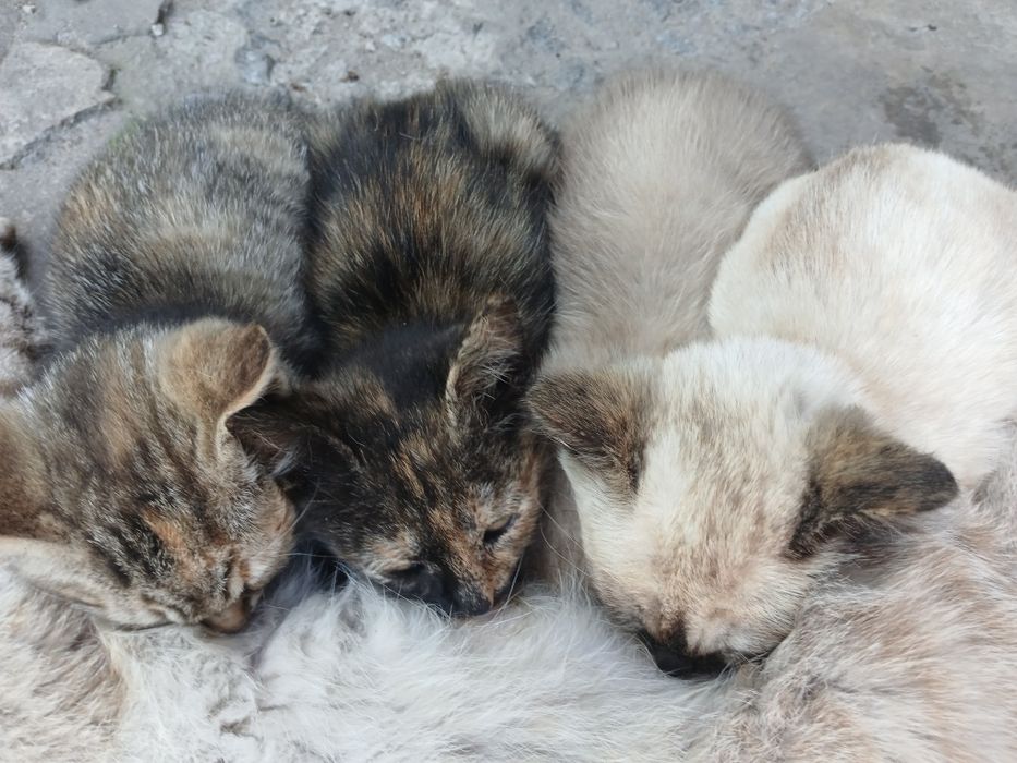 Відам кошенят друзів