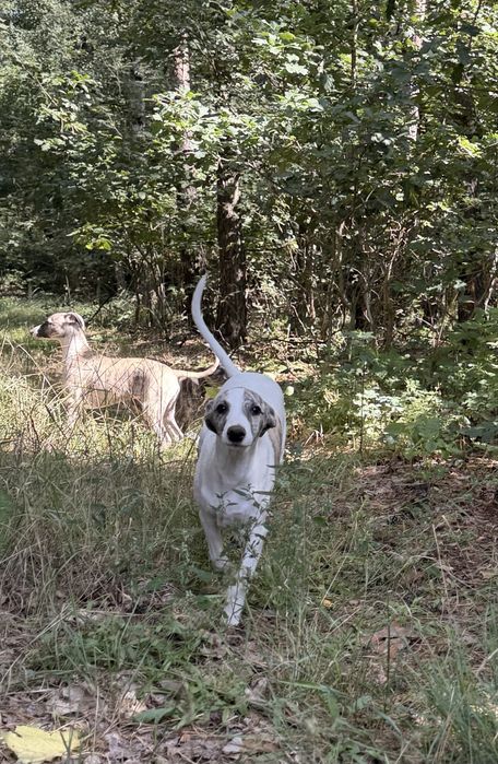 Whippet ZKwP/FCI