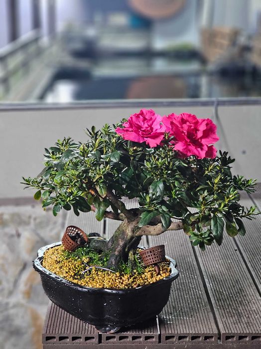 Bonsai de azalea