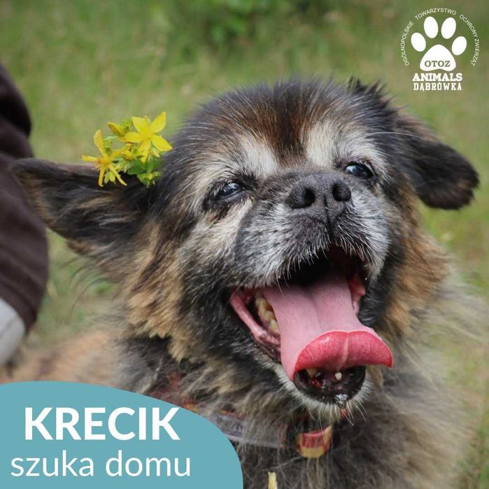 Krecik szuka domu!