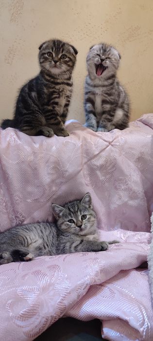 Котята шотландцы