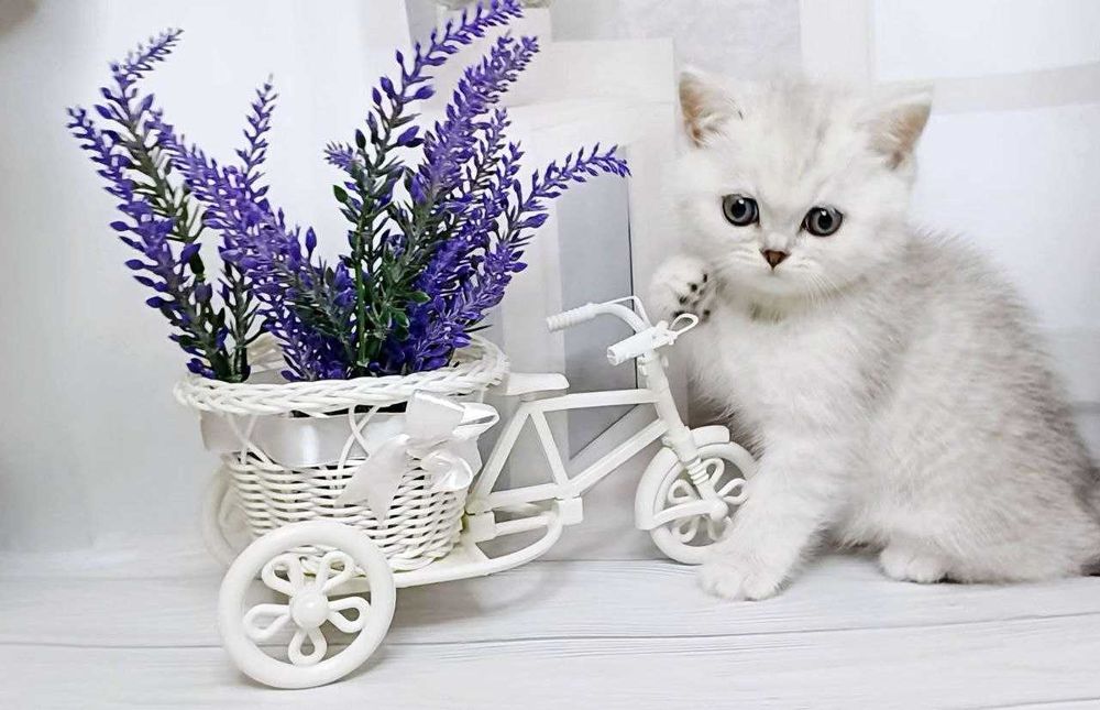 scottish straight дівчинка. Чистокровна , срібна шиншилка