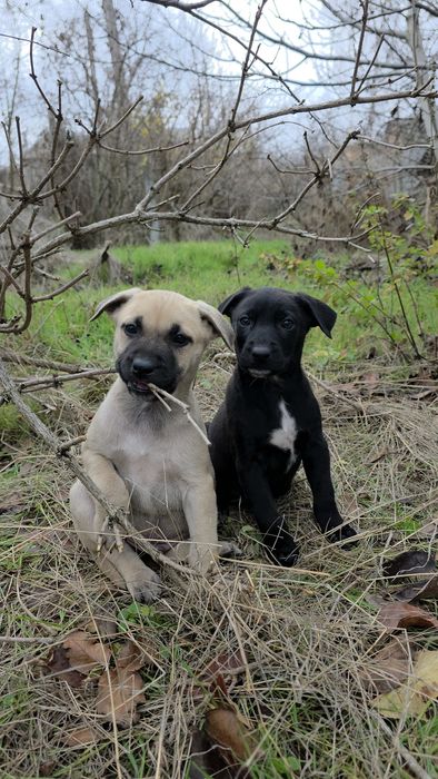 Метиси стаффа Віддам у добрі родини