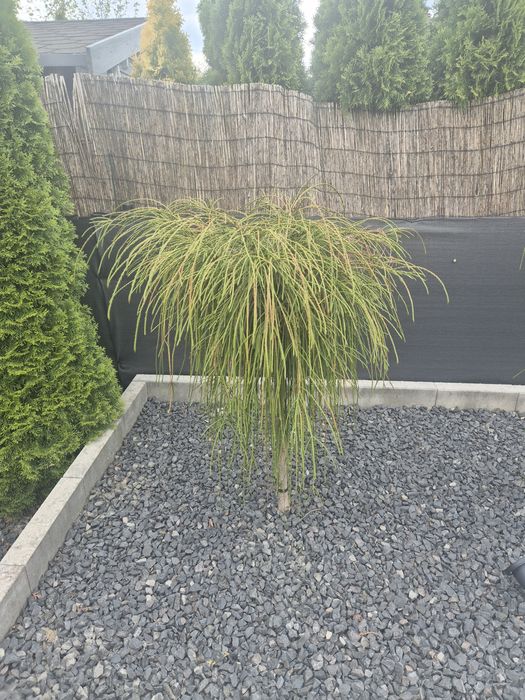 Thuja na pniu  6 sztk  podrośnięta