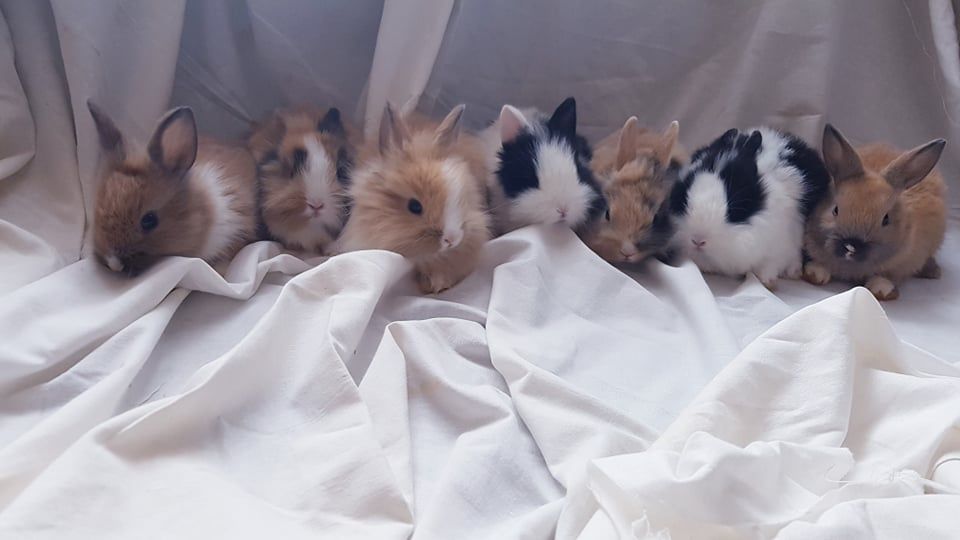 Malutkie Karzełki Królik króliki miniaturki miniaturka