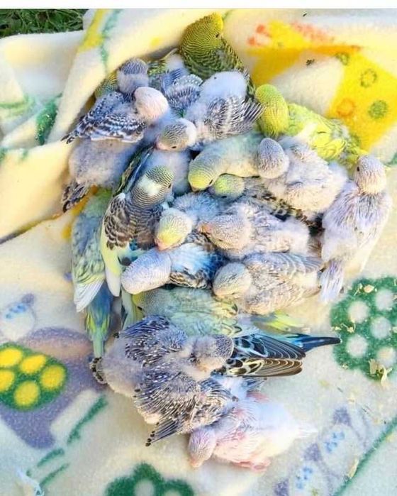 Vendo piriquitos bebés meiguinhos