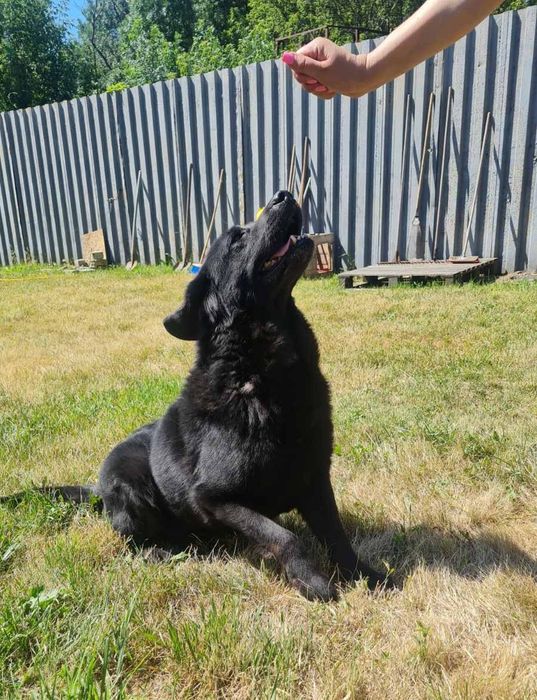 Отдам даром в добрые руки собаку породы Лабрадор