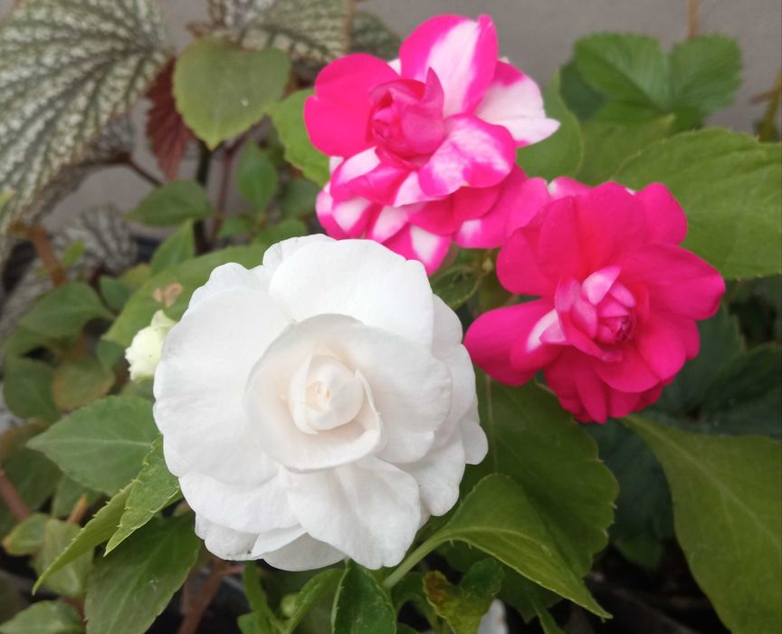 Бальзамин махровый, комнатное