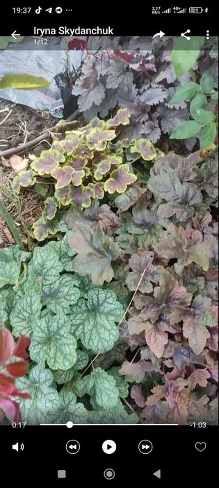 Гейхера, гейхерела