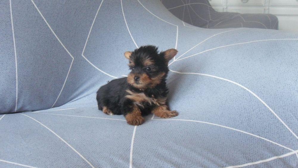 YorkShire macho C/Lop