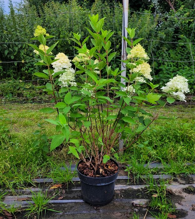 Promocja! Tuja szmaragd 130cm!