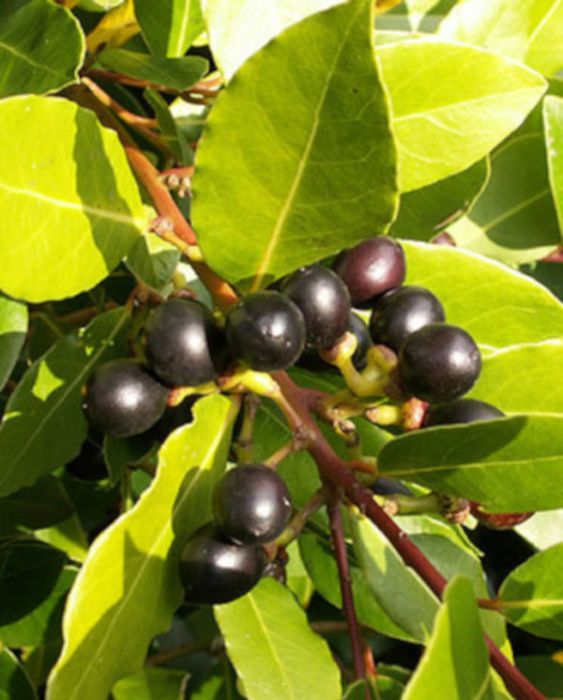 LAUR LIŚĆ LAUROWY Wawrzyn szlachetny sadzonki w doniczkach